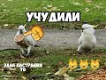 Это надо видеть, КаК чудят какаду ! Нашли пустой стаканчик и ...