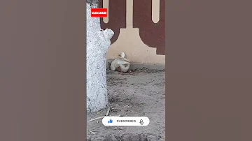 سبحان الذي خلق فسوي 