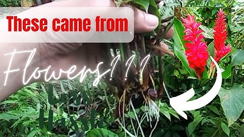 Easy Red Ginger Propagation from Flowers Complete Guide + Care Tips