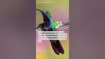 Did you know Hummingbirds are the only birds that can fly backward 😱😱😳 #shorts