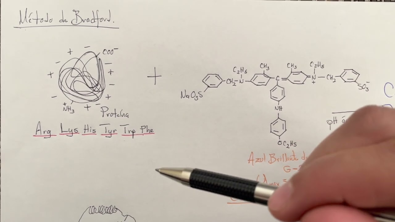 Método de Bradford YouTube