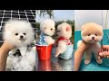 Tik Tok Chó phốc sóc mini Funny and Cute Pomeranian Videos #2