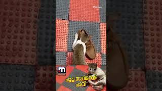 പൂച്ച സാറിനെന്ത് പാമ്പ്! യജമാനനെ പാമ്പുകടിയിൽ നിന്ന് രക്ഷിച്ച ഹീറോ | Cat | Snake | Hero