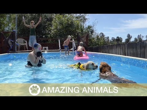 Dog Rescues Drowning Brother (NOT ACTUALLY DROWNING. FALSE TITLE.) - THIS is the incredible moment a brave puppy trained to teach kids to swim goes to rescue her dog partner who has fallen from a surf board. 