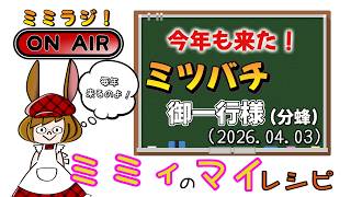 Mimi Radio] When the bees come, I know it's spring. (2026.04.03