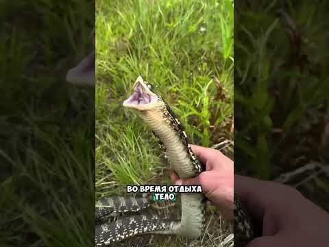 Как спят змеи 😮