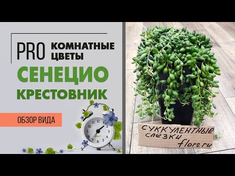 Сенецио гвозделистный | Крестовник | Суккулент лиана | Как ухаживать за Крестовником