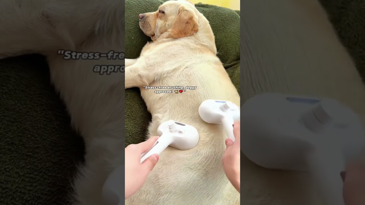 Pet Spray Comb 🌬💨 