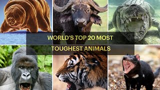 WORLD’s TOP 20 TOUGHEST ANIMALS