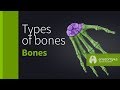 Types of bones anatomyka app 3d model