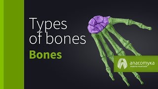 Types of bones (Anatomyka app 3D model) screenshot 5