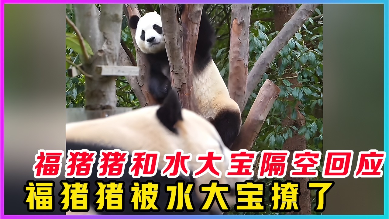 260301001要说水大宝的撩妹技术简直绝了，昨天福猪猪还高挂枝头封心所爱，面对水大宝的疯狂攻势内心毫无波澜，然而今天两只熊熊居然隔着围墙哼哼唧唧的叫个不停。福猪猪明显是在回应水大宝。