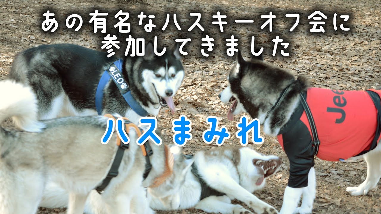 ハスキーだらけの神イベント「ハスまみれ」に行ってきました
