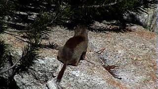 Yosemite Assending The Tioga Pass And Exploring Toulumne Meadows, Sierra Nevada, California