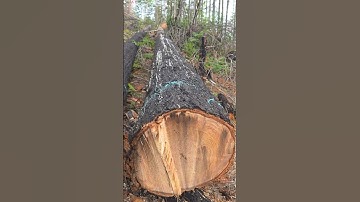 RoW in the burn.  #mitchzenobitrees #logging #lumberjack #chainsaw #stihl #work #arborist #axe