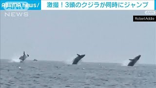 激撮！3頭のクジラが同時にジャンプ　米マサチューセッツ(2023年7月29日)