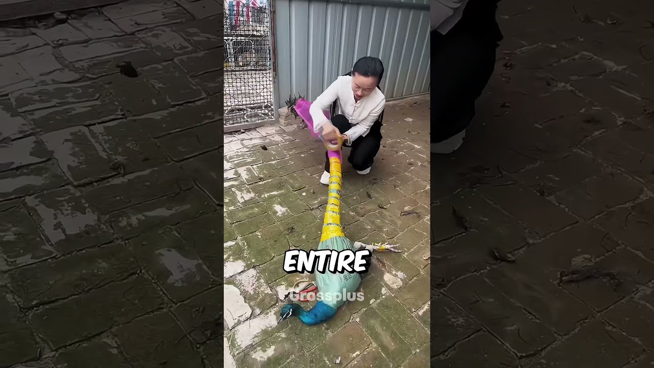 Why peacocks are wrapped by tape? #shorts #science