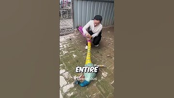 Thumbnail of Why peacocks are wrapped by tape? #shorts #science