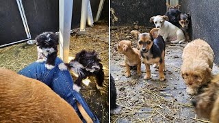 Sheriff’s office asks NCFL animal rescues for help with 100 surrendered dogs