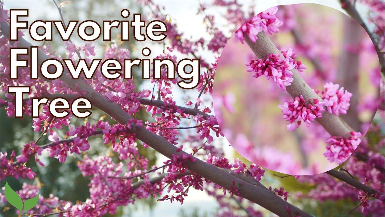 The Best Spring FLOWERING Tree Best Small Trees For Front Yard