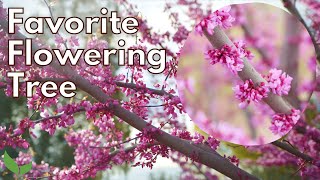 The Best Spring Flowering Tree Best Small Trees For Front Yard Redbud Tree