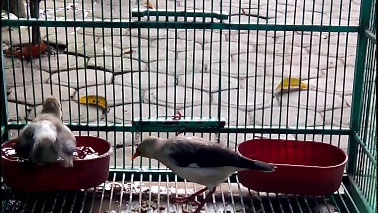Burung Jalak Putih (11) 