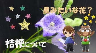 桔梗 Youtube