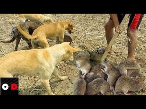 Vídeo: Luta De Cão Roedor