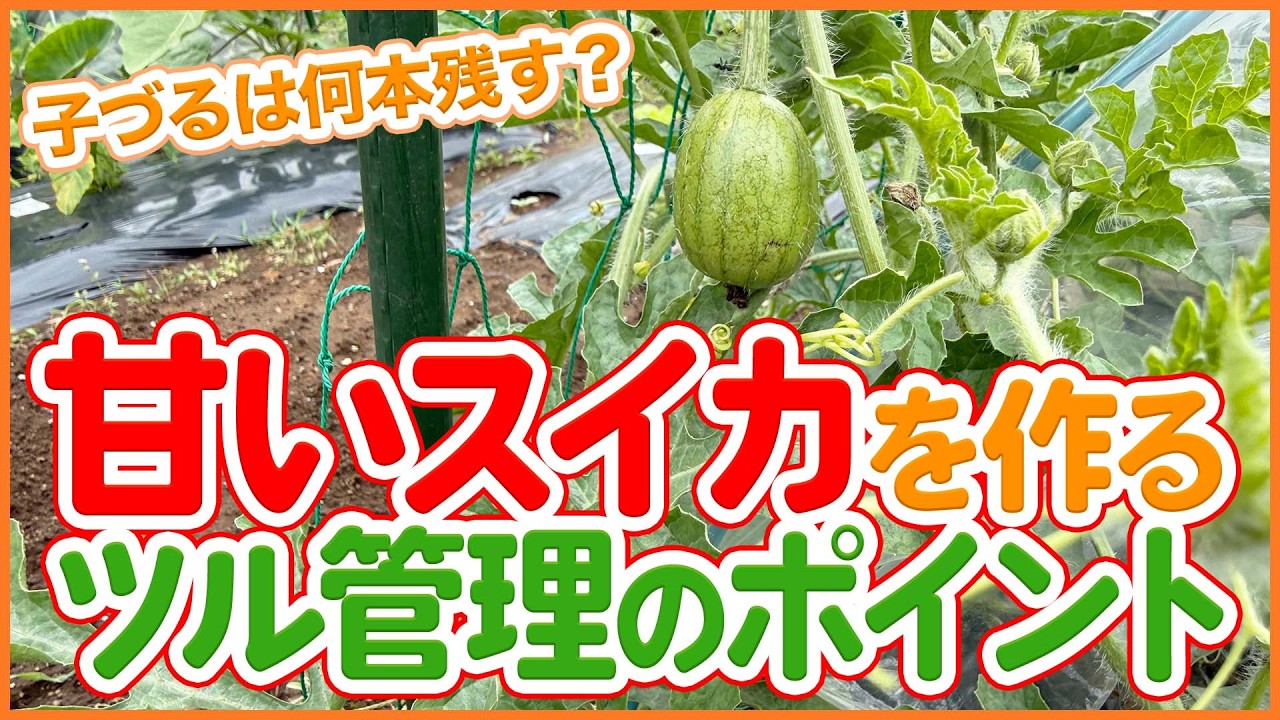 Watermelon Growing] How Many Side Vines Should You Keep? Tips for