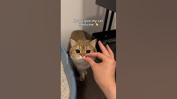 How I give my cat medicine #cat #shorts