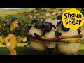 Shaun the sheep  captured sheep  cartoons for kids  full episodes compilation 1 hour