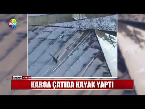 Karga çatıda kayak yaptı