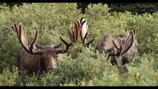 Wildlife Photography - Rutting bull moose lose their velvet   4K  Grand Tetons Park / Jackson Hole