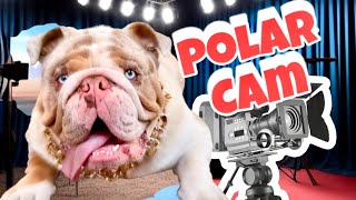 'Primer Video de  POLAR mi Bulldog con su camara de acción '