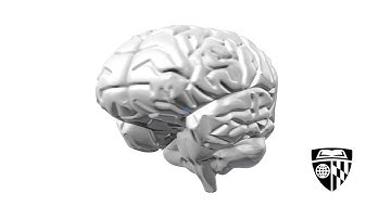 The Best Way to Train Your Brain: A Game