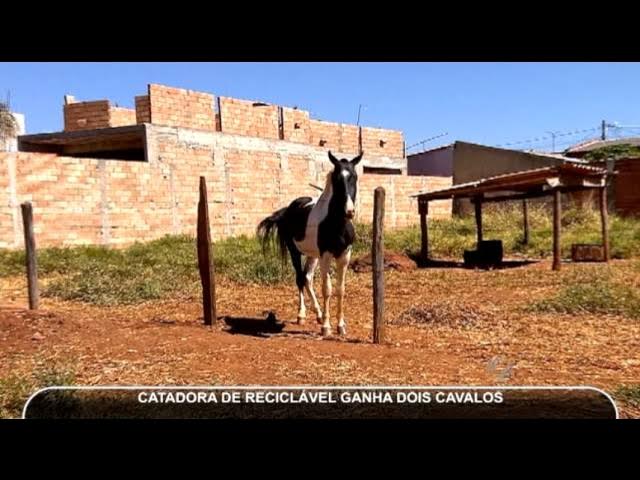 Carne de cavalo é permitida no Brasil? Faz mal? Tire dúvidas, Agronegócios