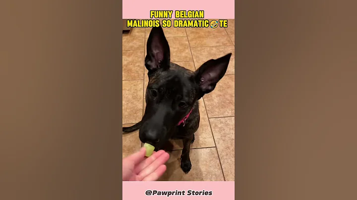 Funny Belgian Malinois so dramatic🤣#belgianmalinois #funny #fyp   #dog #happy #doglover #pet #cute