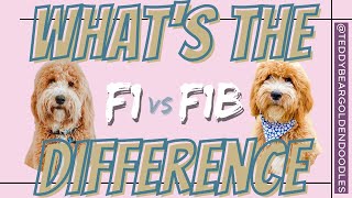 F1 vs F1b Teddy Bear Goldendoodles  What's The Difference?!