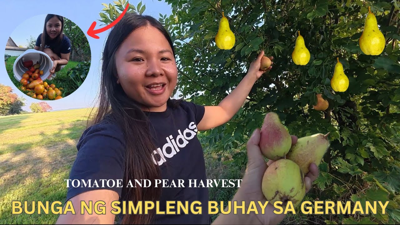 Harvesting Kamatis and Pear of a Filipina in a German Village / Filipina Simple Life in Germany.