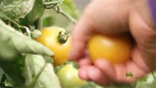 Nature Montage (from 2017) screenshot 4