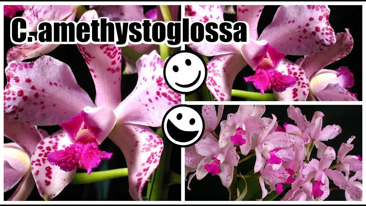 Spotted Species amethystoglossa - REVIEW
