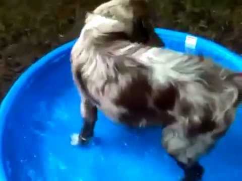 7 month old australian shepherd puppy riley my 6 month old red merle australian shepherd in pool youtube 7 month old australian shepherd puppy riley my 6 month old red merle australian shepherd in pool youtube