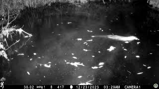 Trail Camera | Beaver in Matadero Creek