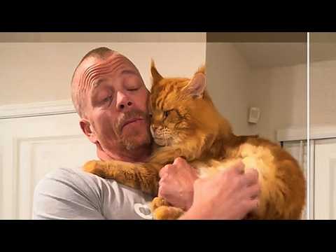 Everyone Laughed When the Tough Guy Adopted a Cat  You Won't Believe What Happened Next