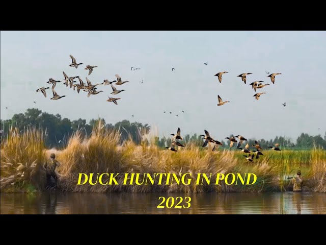 DUCK HUNTING IN PAKISTAN 2023-2024 / DUCK HUNTING IN POND / Adventure with Maqsood class=