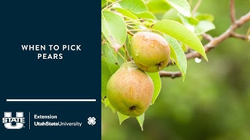 When to Pick Pears
