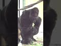 男前ゴリラのモモタロウは、キャベツを可愛く咥えて歩く♪【京都市動物園】 #Shorts