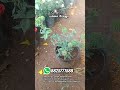 #shorts கிரீன் ரோஸ் #rose #garden #new #greenrose #collocation #trending #video #viral #reels #tamil