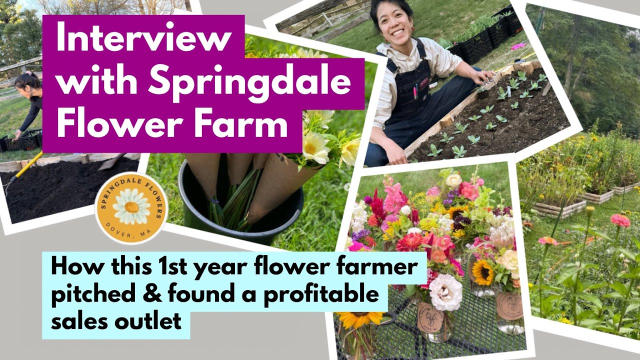 Springdale Flower Farm How this 1st yr flower farmer pitched & found a