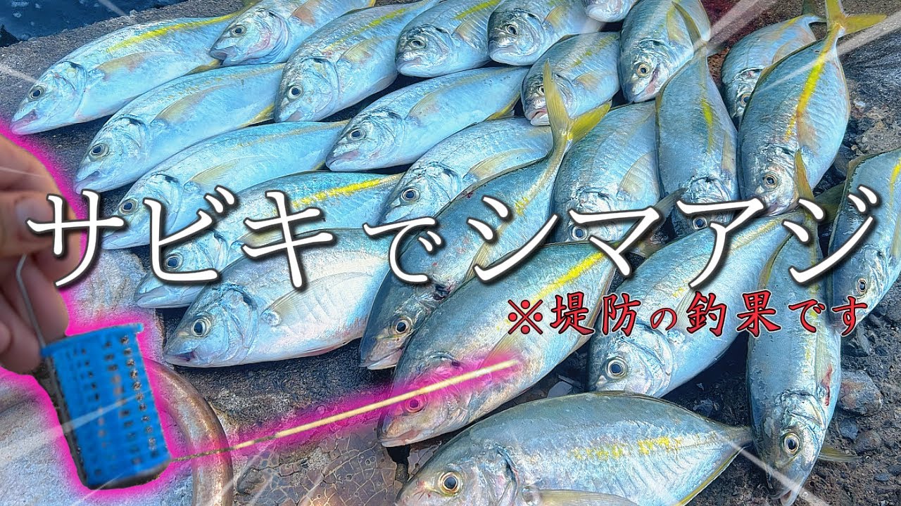 サビキ釣りでシマアジ！？この仕掛けで堤防からシマアジが超簡単に爆釣した。